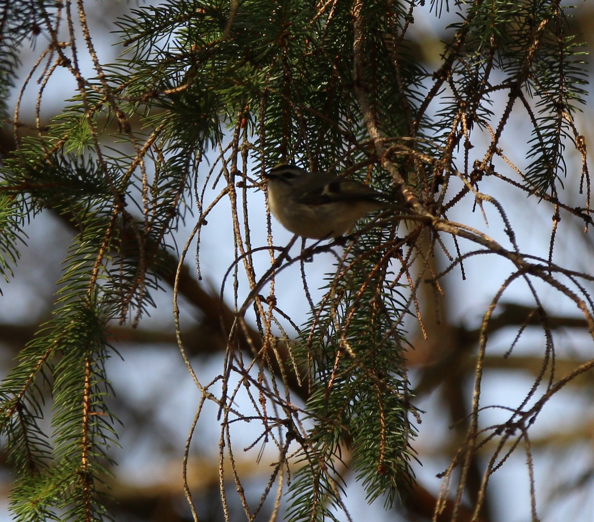 Golden-crowned Kinglet - Tracy Engle