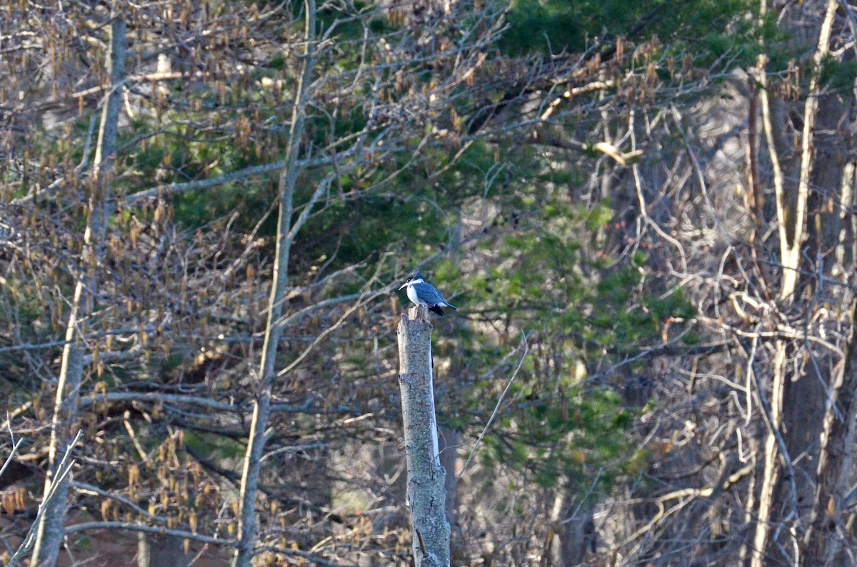 Belted Kingfisher - ML554618731