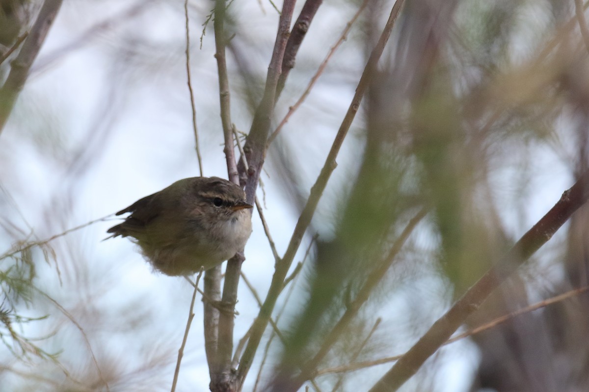 Dusky Warbler - ML554619791