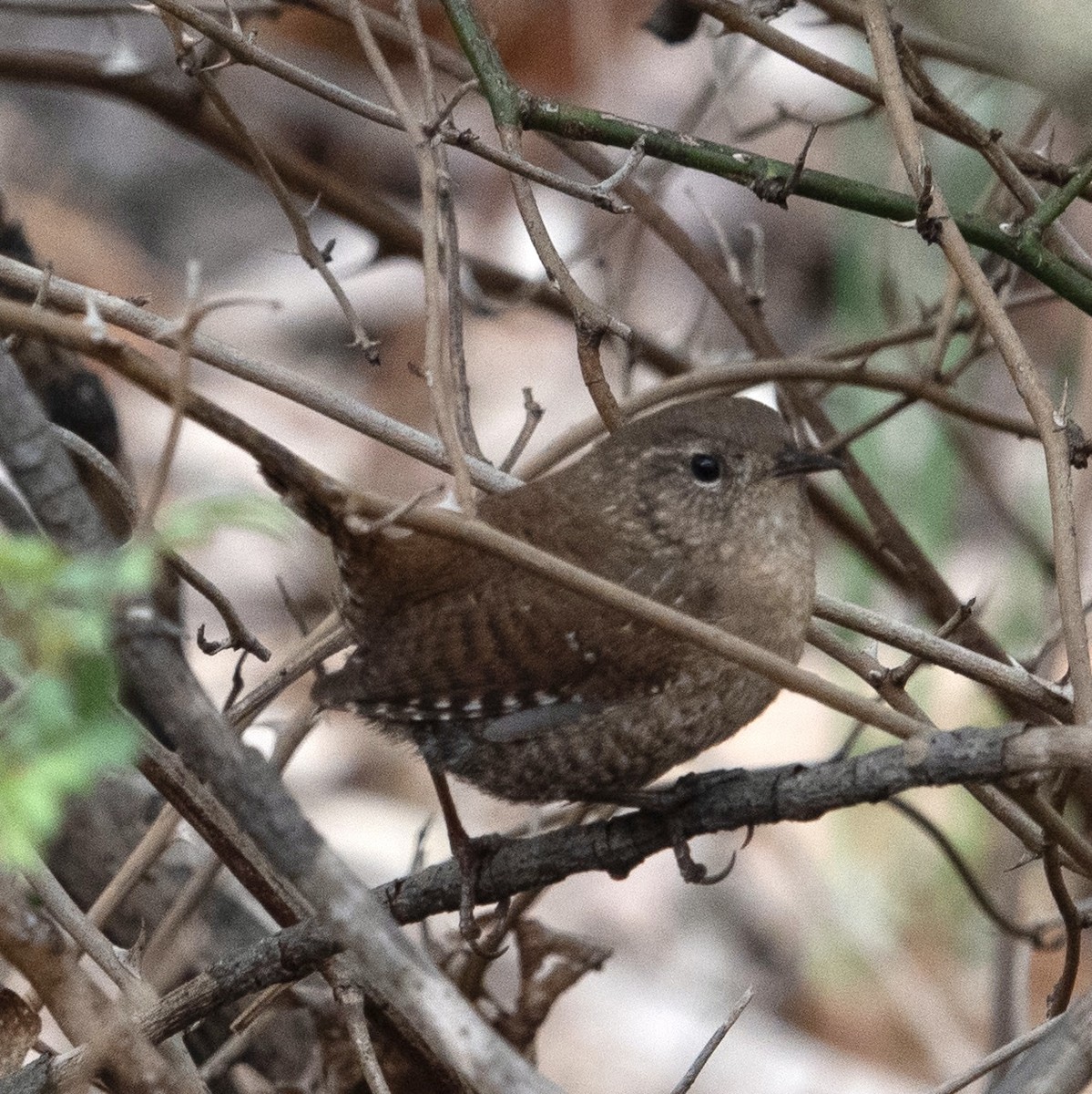 Winter Wren - ML554619881