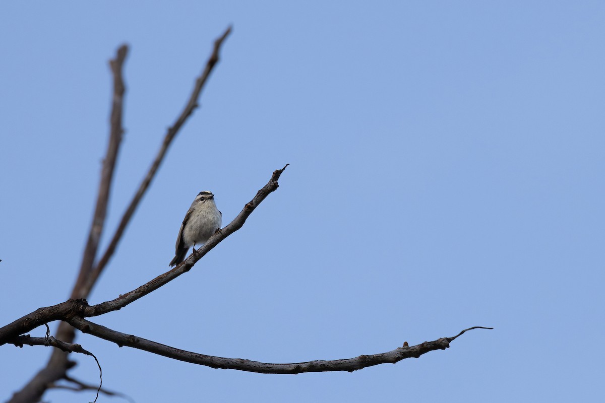Golden-crowned Kinglet - ML554621031