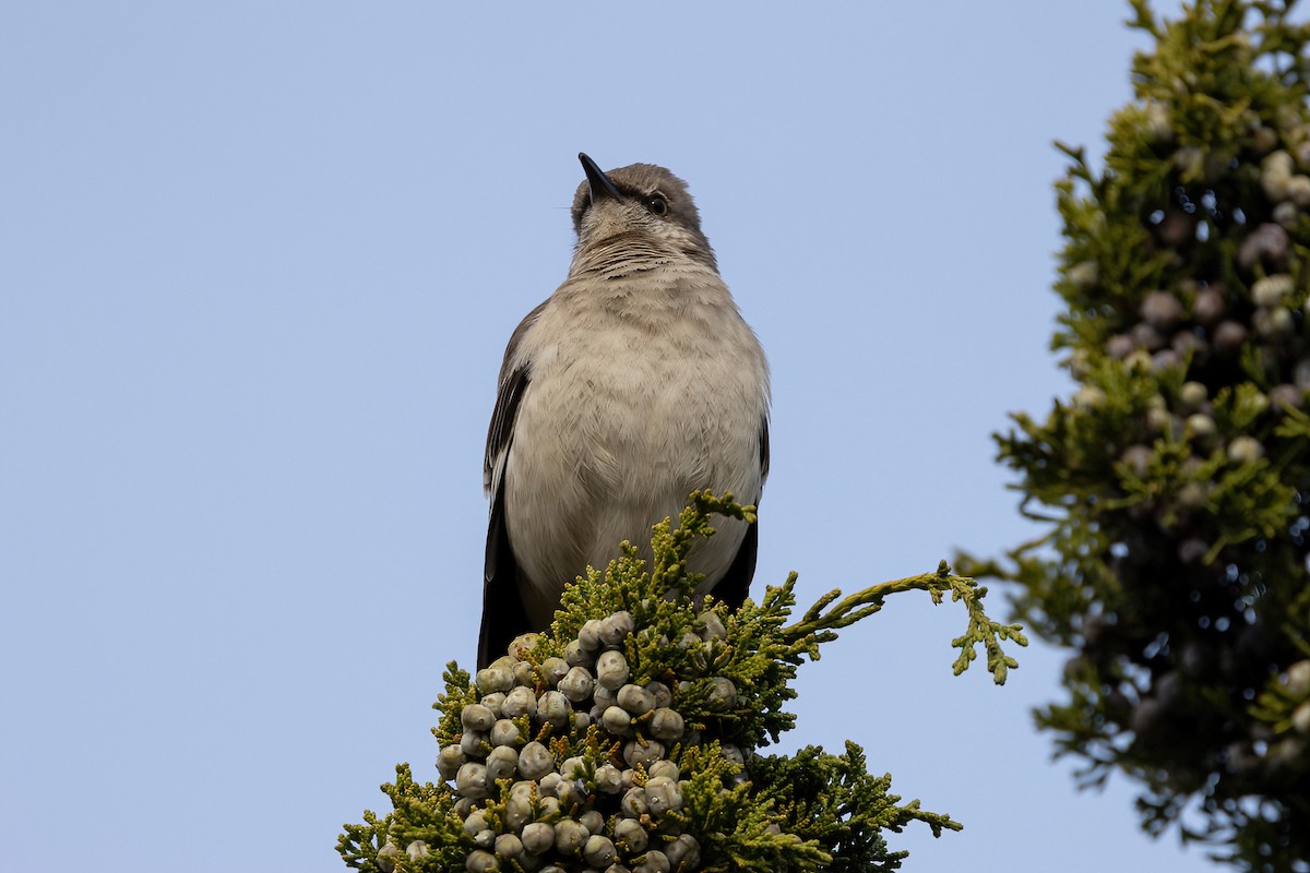 Northern Mockingbird - ML554621071