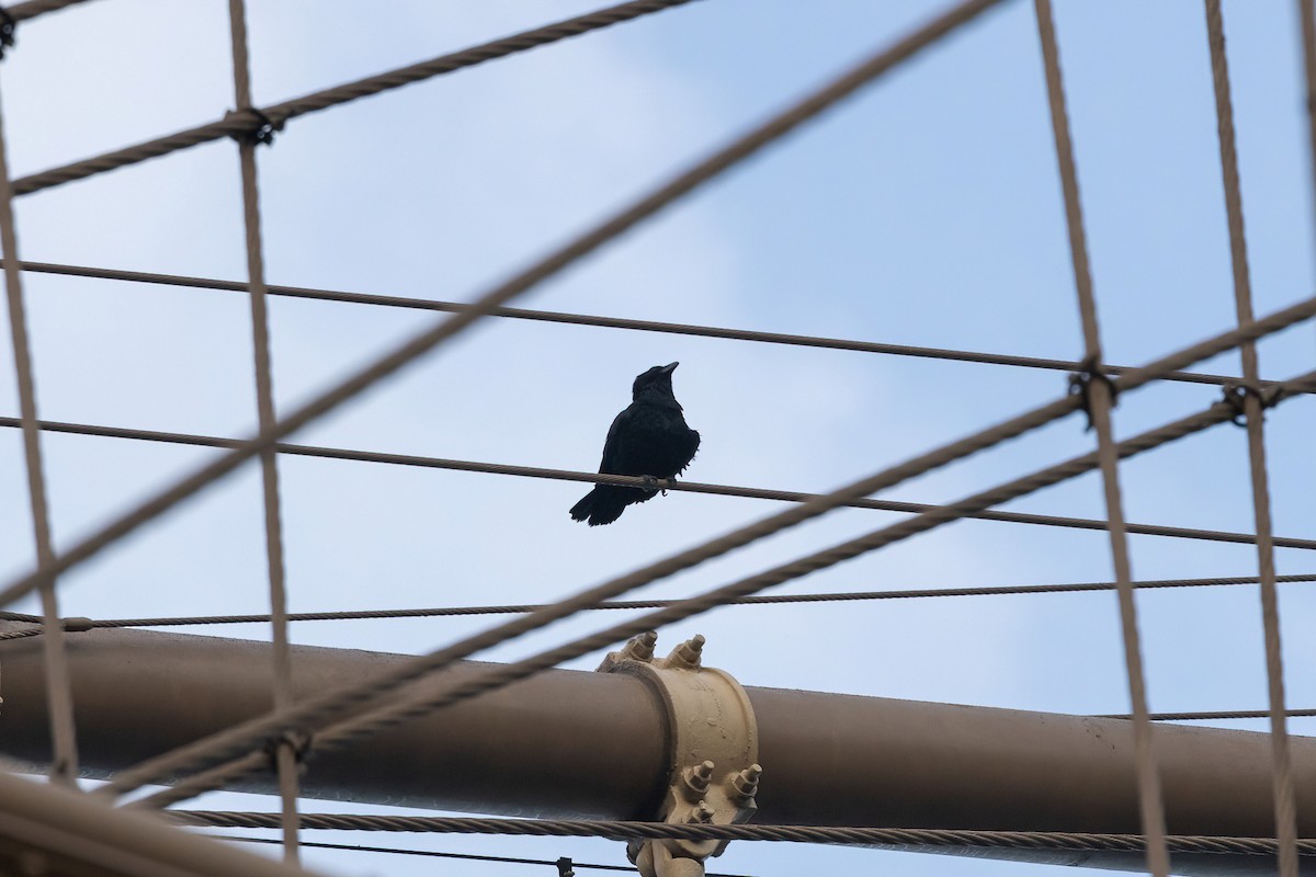 Common Raven - ML554621201