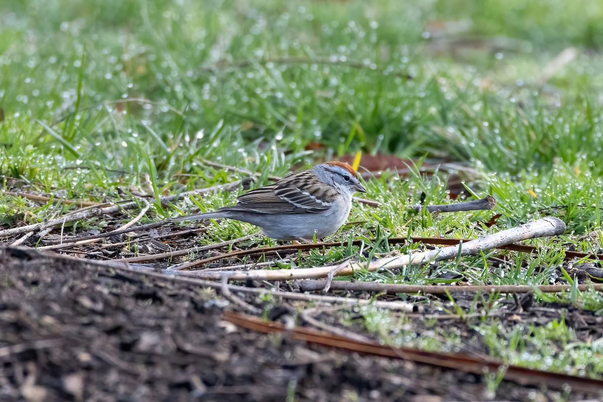 Chipping Sparrow - ML554621301