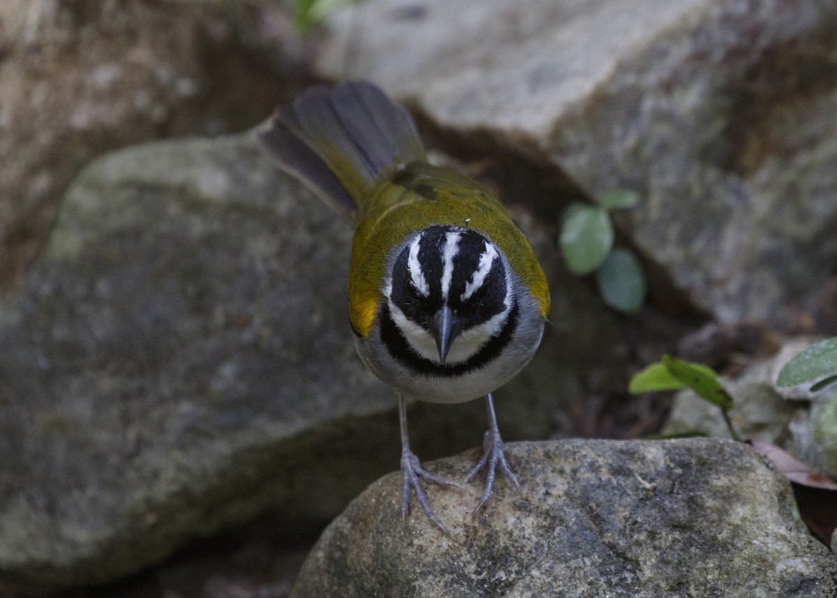 Cerquero Pectoral (taciturnus/nigrirostris) - ML554621741