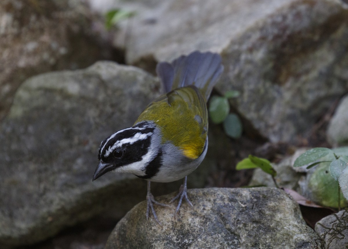 Cerquero Pectoral (taciturnus/nigrirostris) - ML554621751