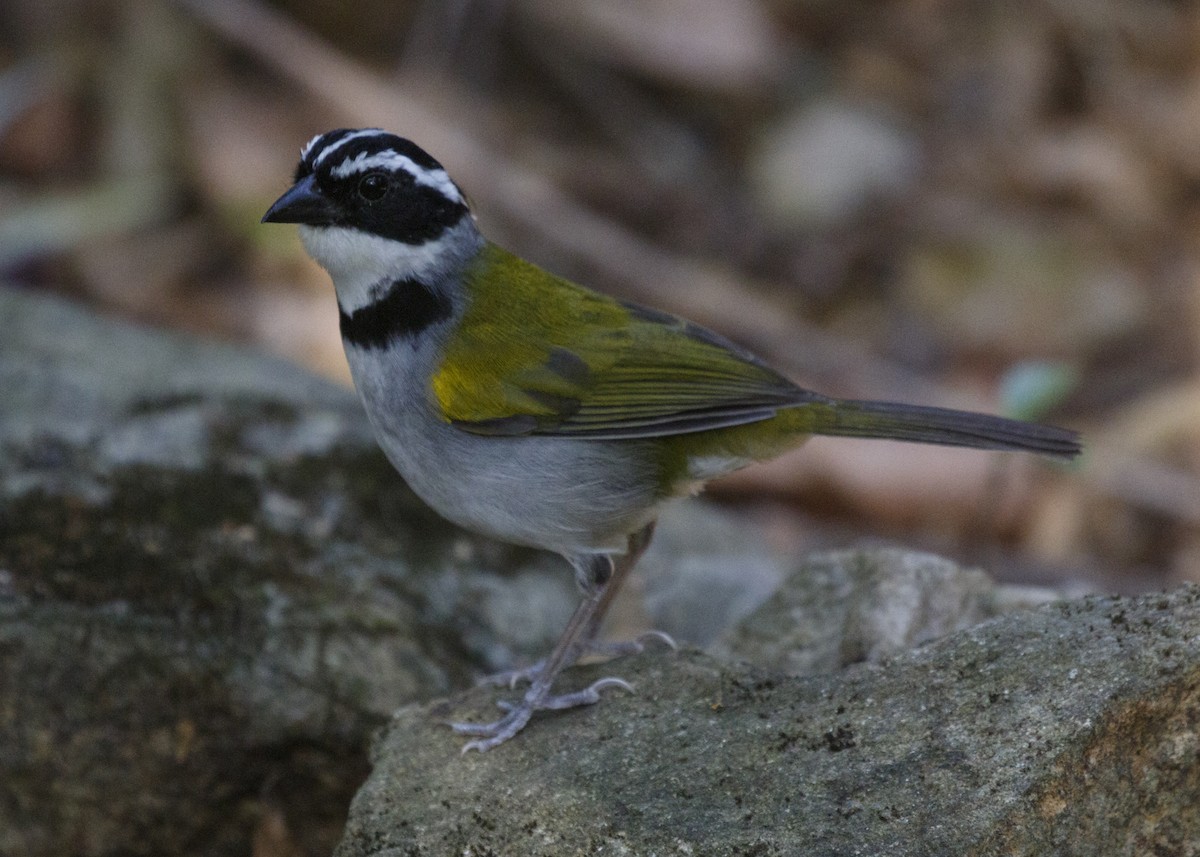 Tohi silencieux (taciturnus/nigrirostris) - ML554621991