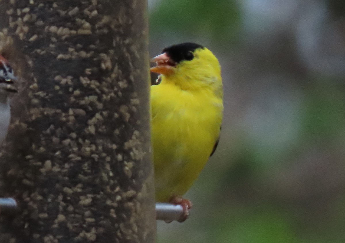 Chardonneret jaune - ML554622851