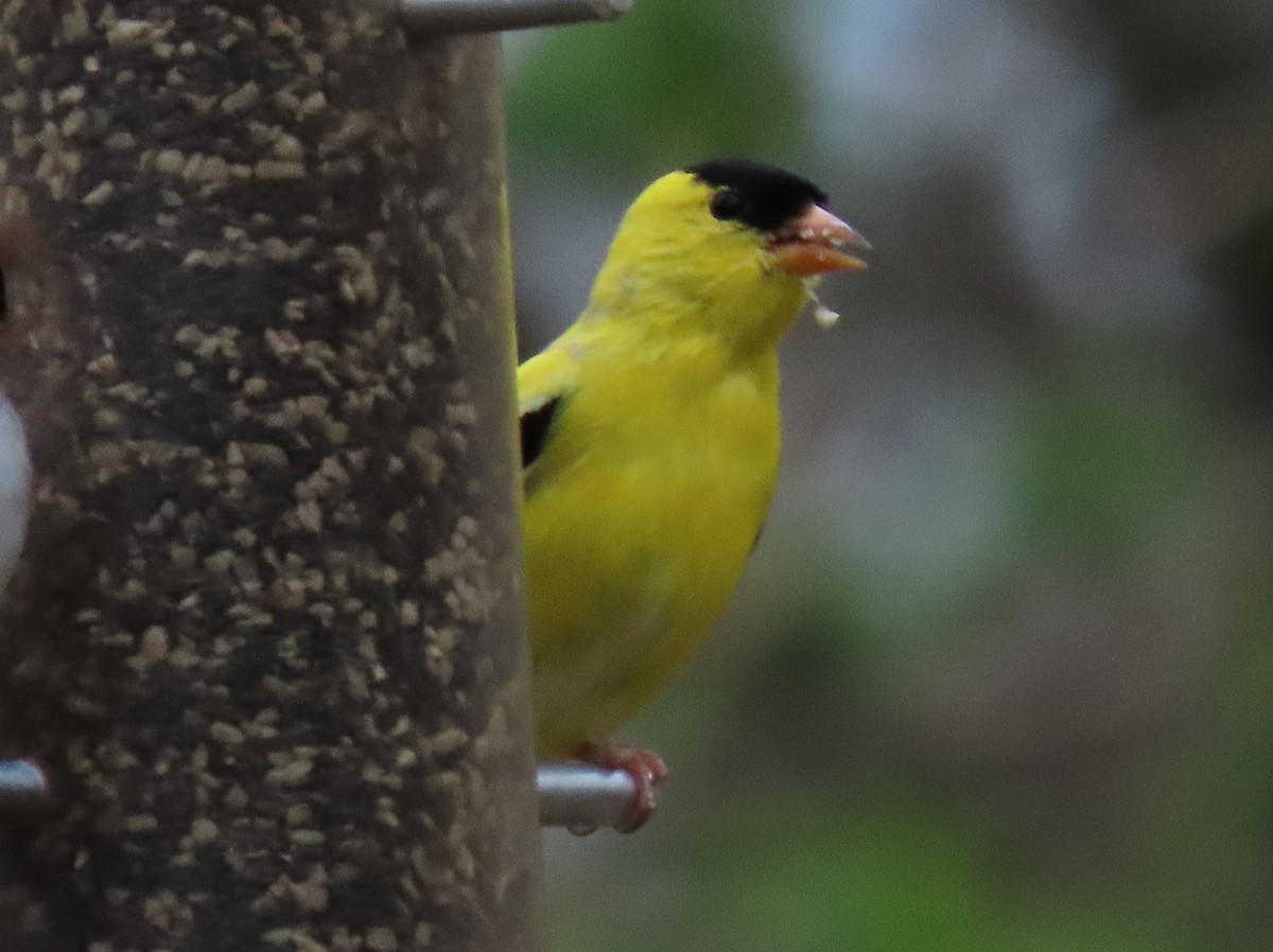 American Goldfinch - Anne Mytych