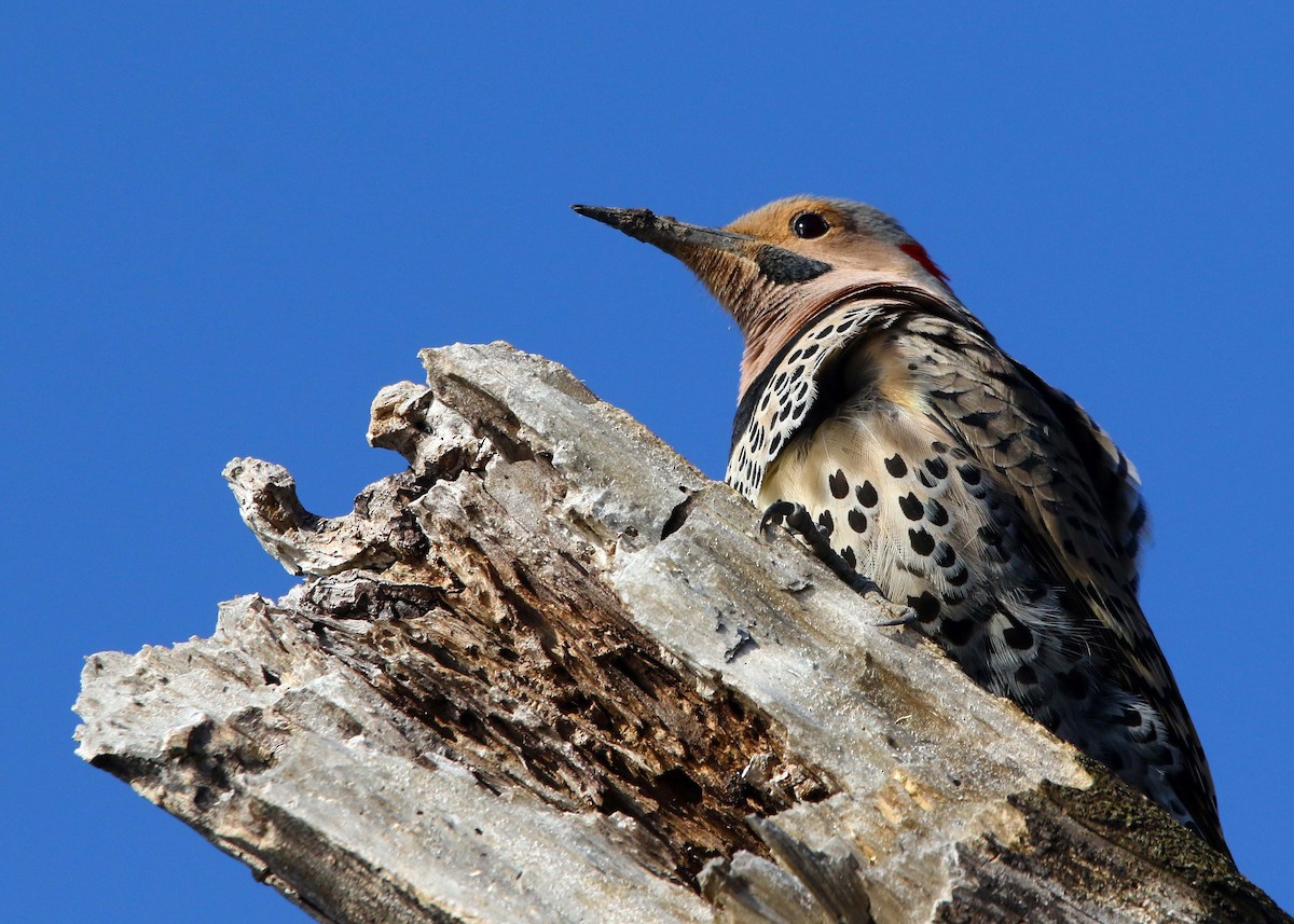 gullspett (auratus/luteus) - ML554623421