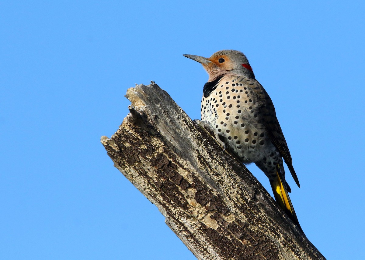Northern Flicker (Yellow-shafted) - Bruce Arnold