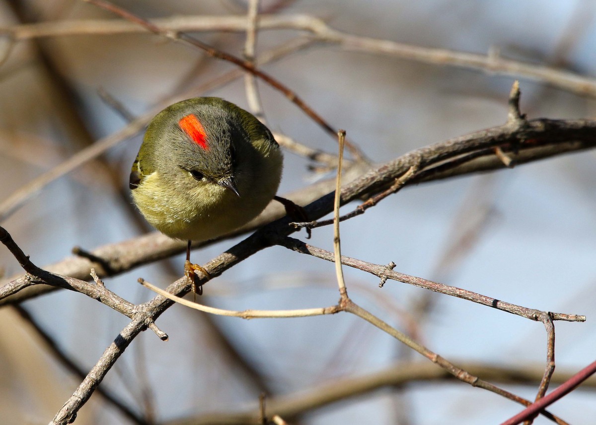 Ruby-crowned Kinglet - ML554623641