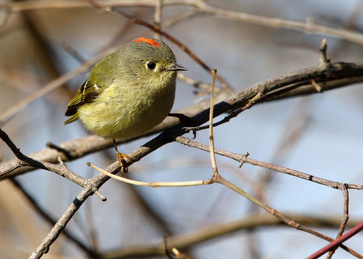 Ruby-crowned Kinglet - ML554623651