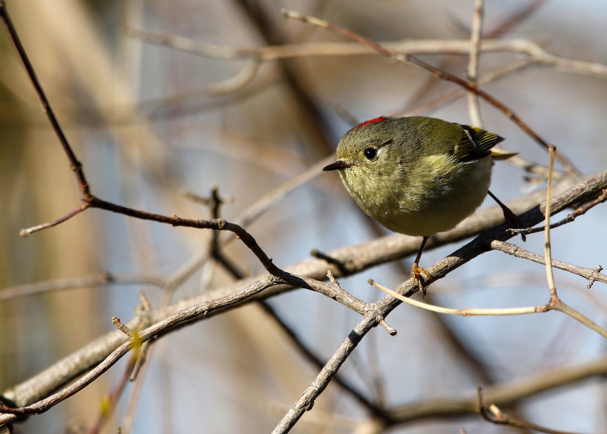 Ruby-crowned Kinglet - ML554623661