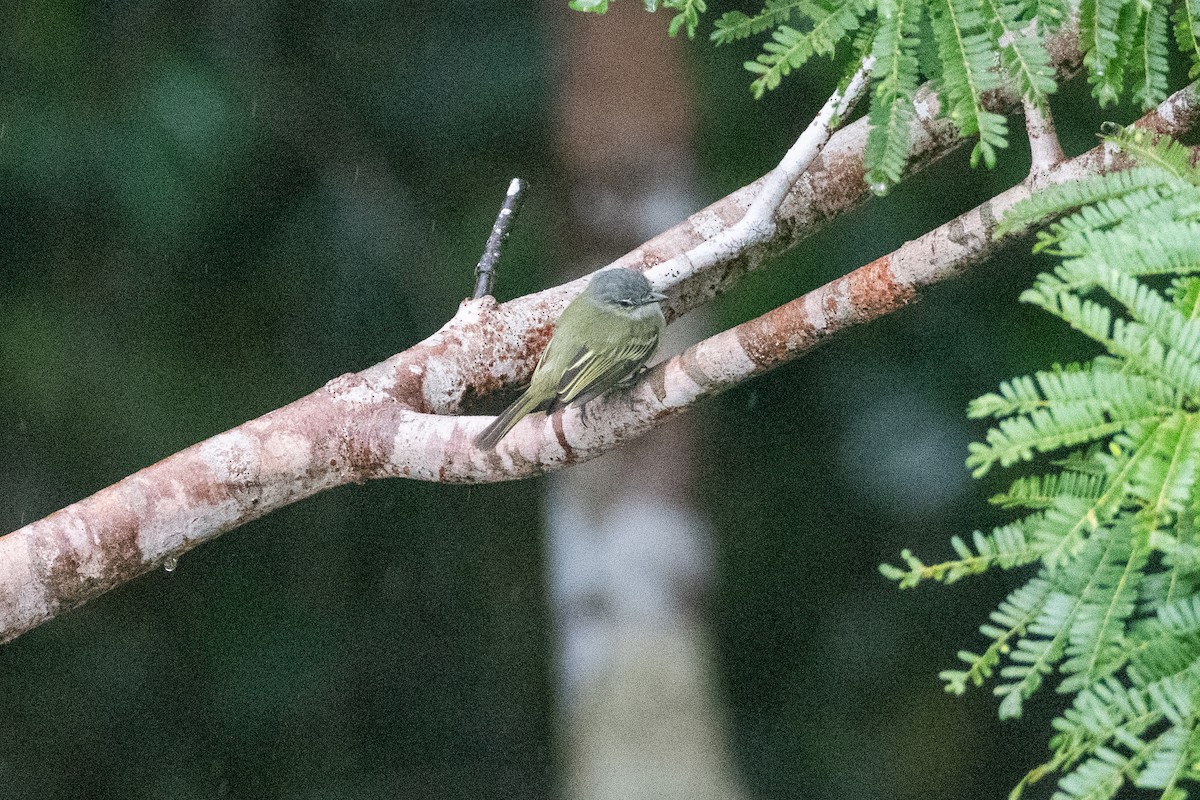 Grauscheitel-Breitschnabeltyrann - ML554623811