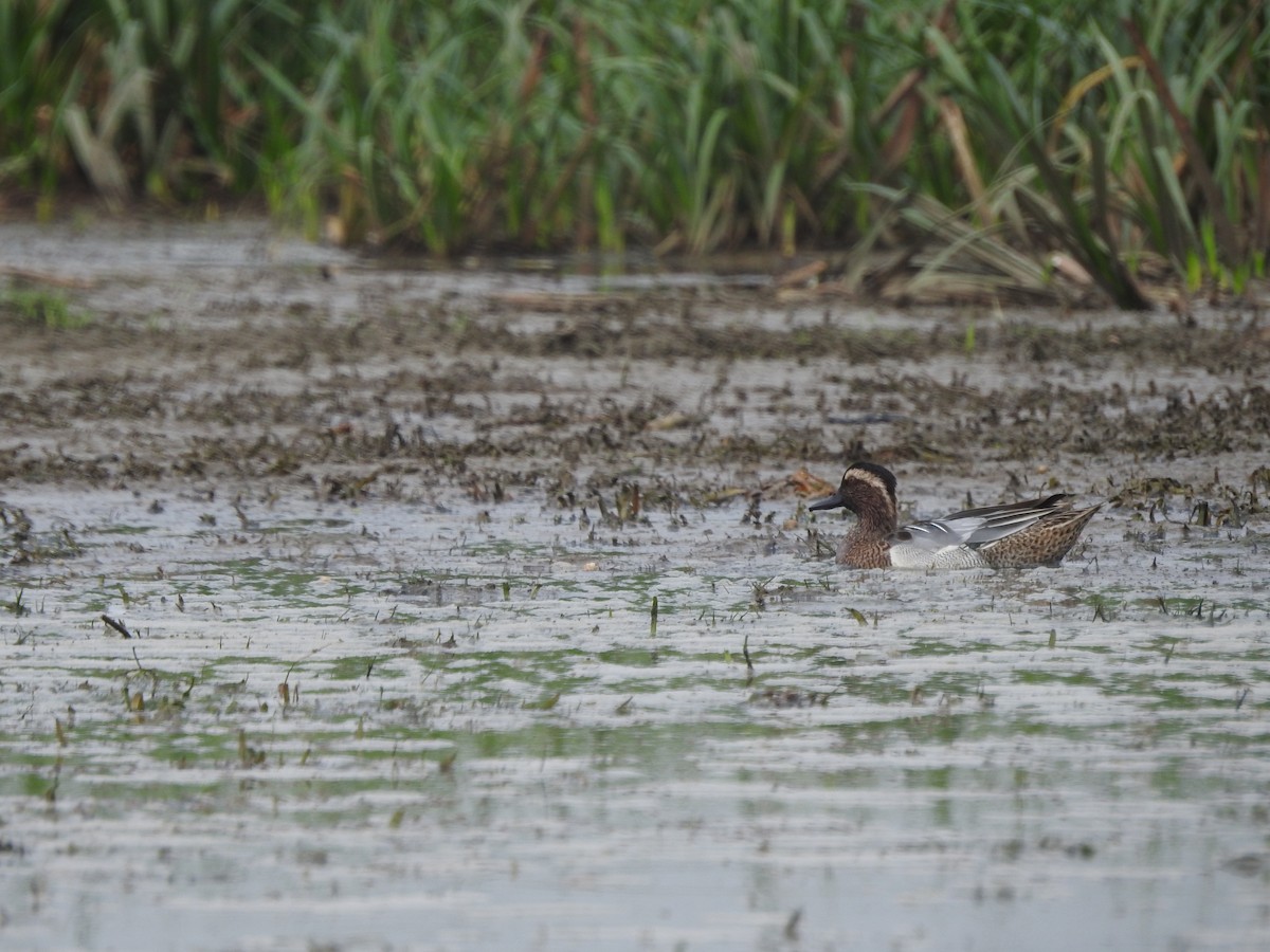 Garganey - ML554624821