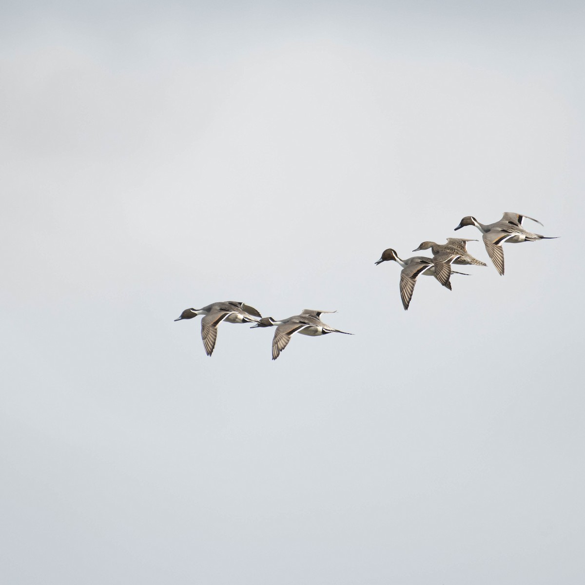 Northern Pintail - ML554625481