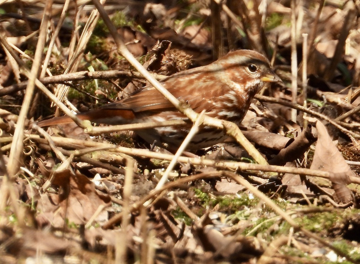 Fox Sparrow - ML554626361