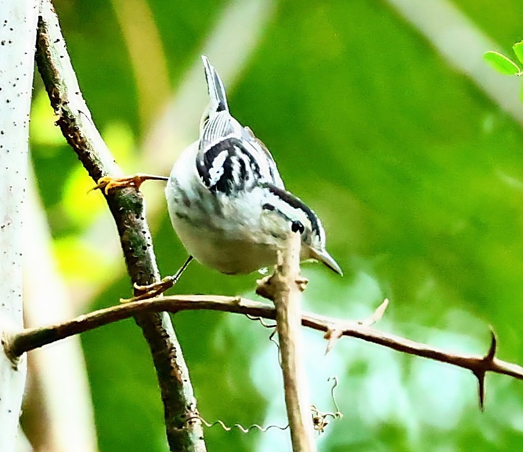Black-and-white Warbler - ML554626441