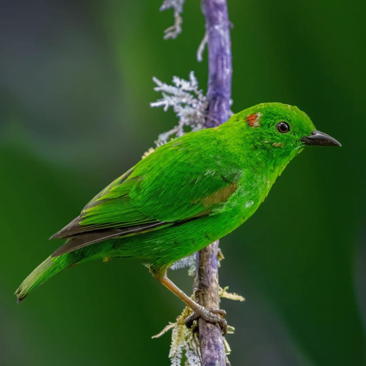 Glistening-green Tanager - ML554626611