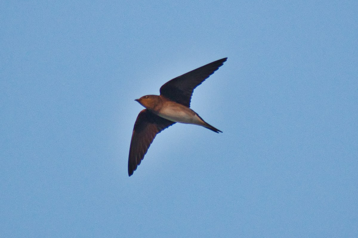 Cuban Martin - ML554627761