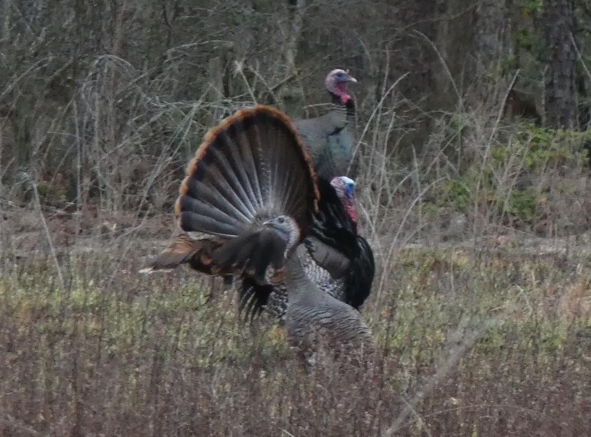 Wild Turkey - ML554627821