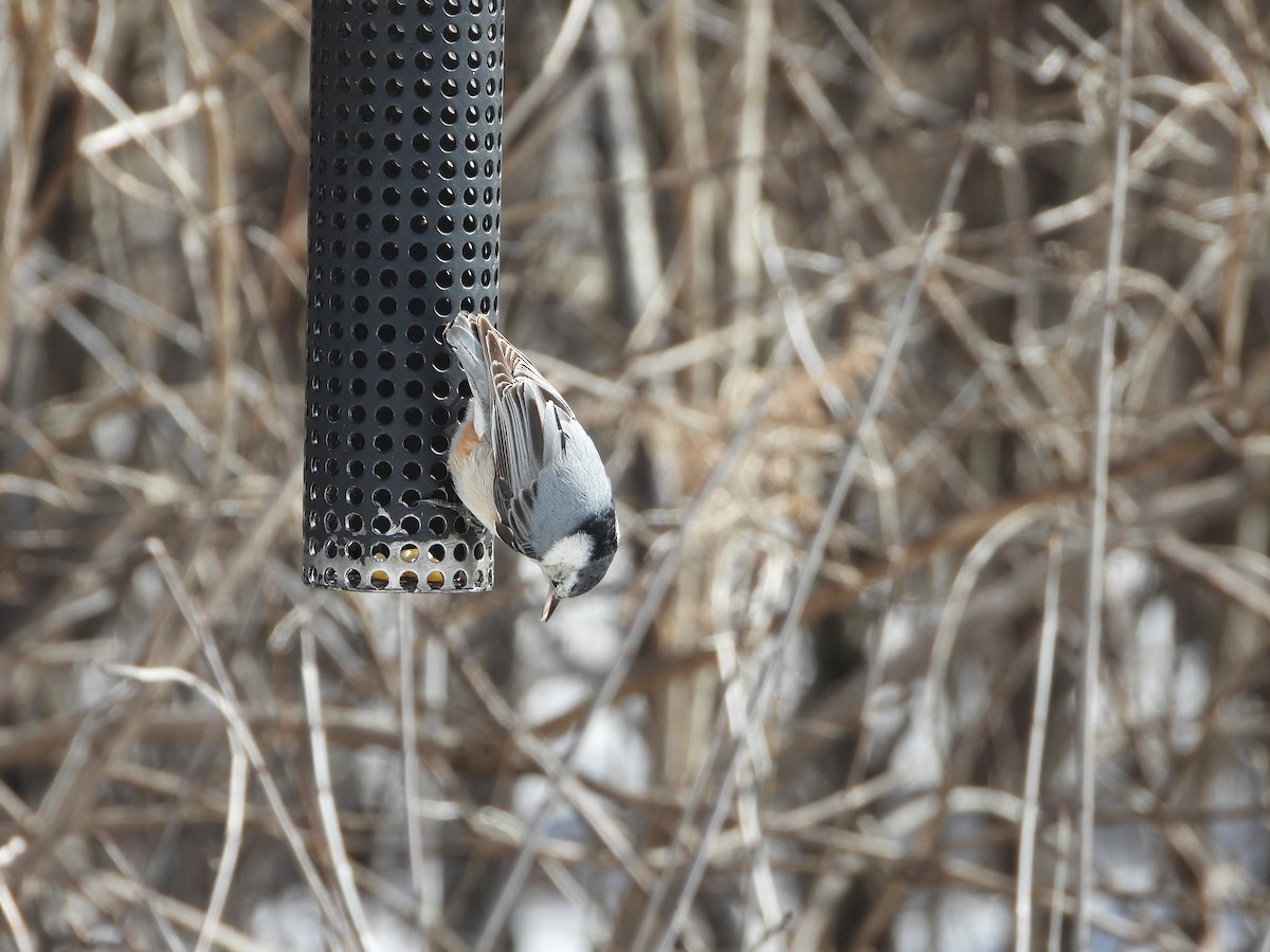 White-breasted Nuthatch - ML554628741