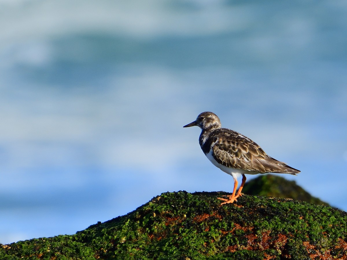 Ruddy Turnstone - ML554628961