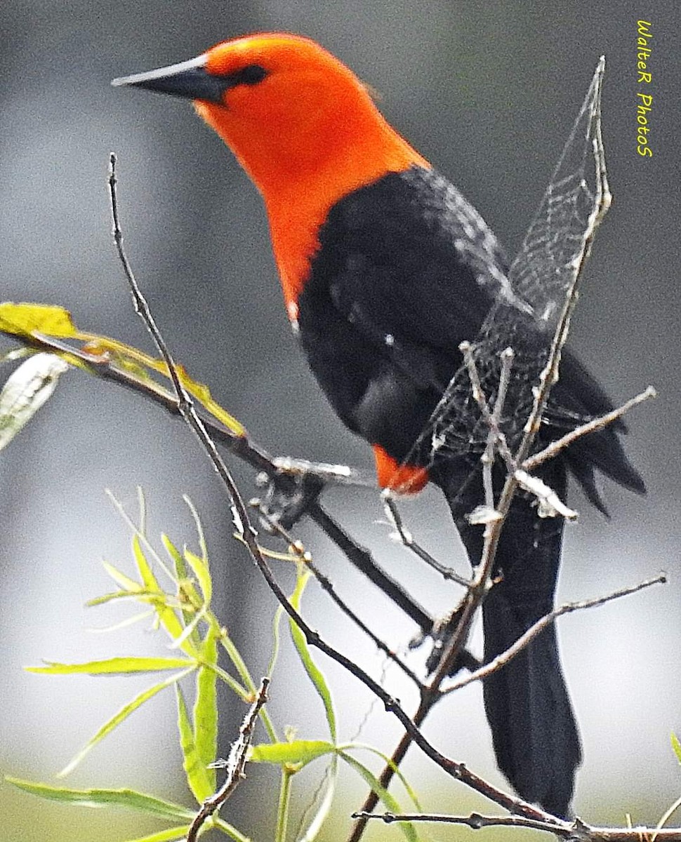Scarlet-headed Blackbird - ML554629401