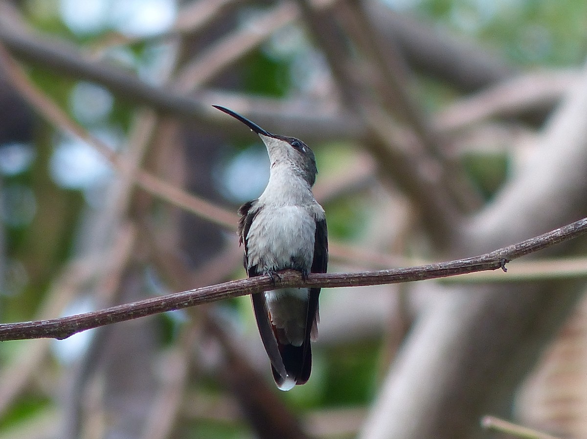 Hispaniolan Mango - Scott Stafford