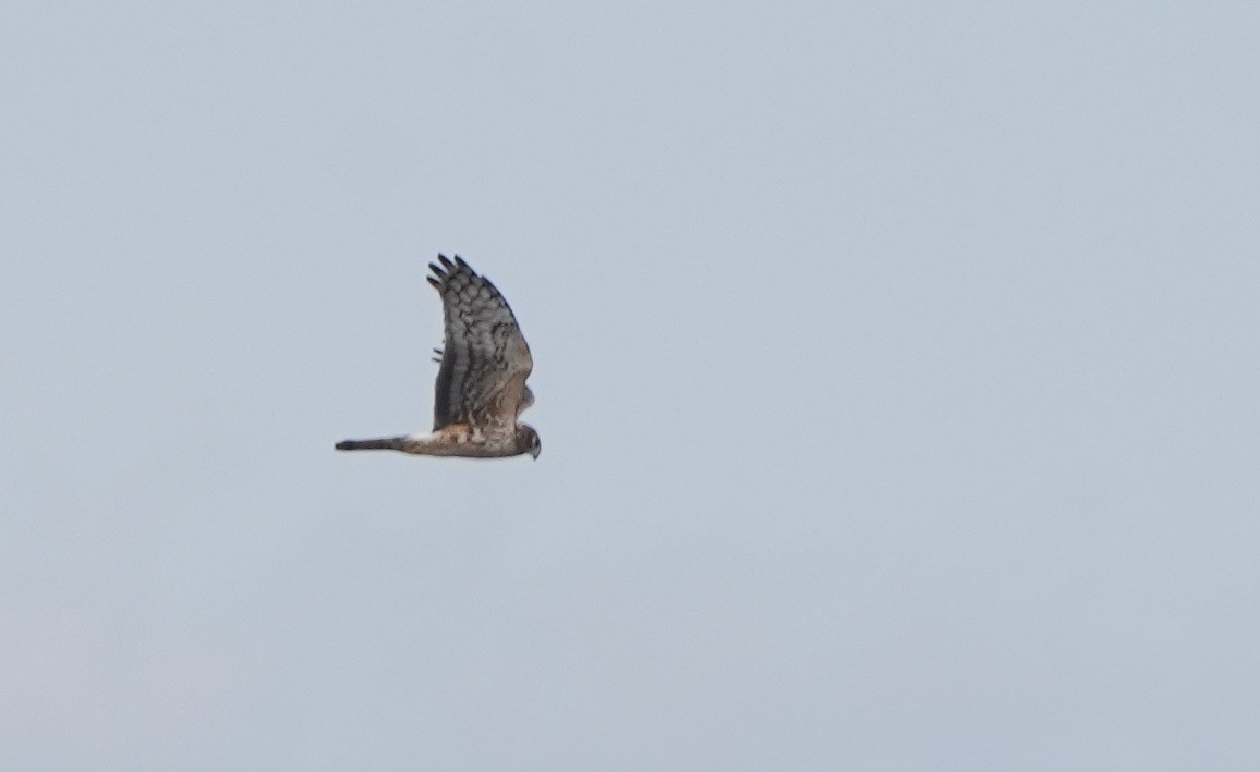 Northern Harrier - Rick Snider