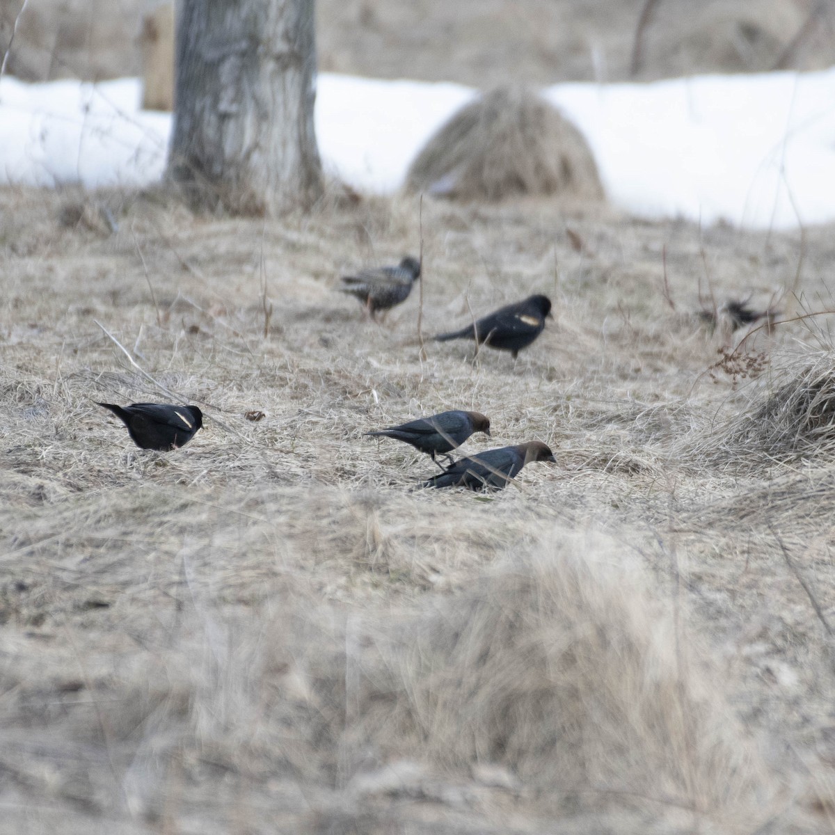 Brown-headed Cowbird - ML554630661