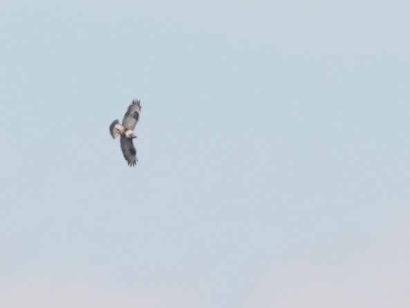 Rough-legged Hawk - Rick Snider