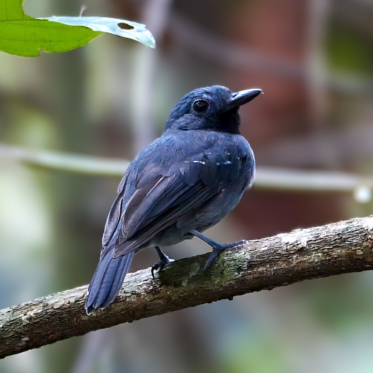 Bauchflecken-Ameisenvogel - ML554634561