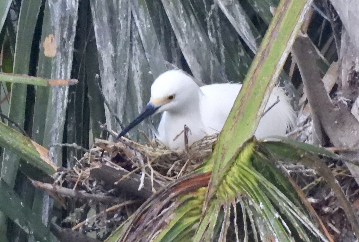 Snowy Egret - Lesley Royce