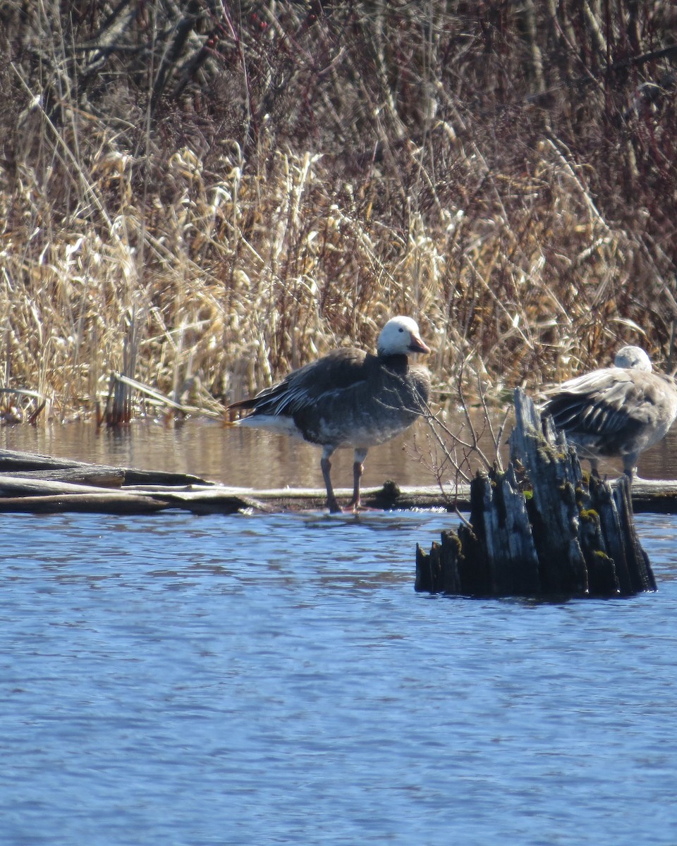 Snow Goose - ML554635671