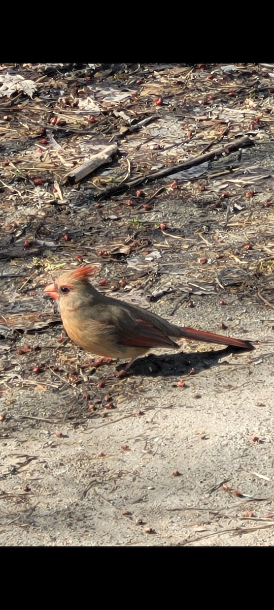 Northern Cardinal - ML554636031