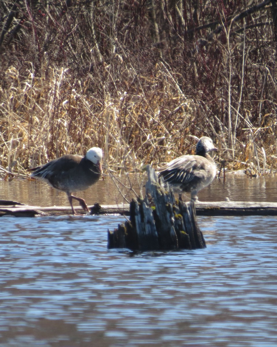 Snow Goose - ML554636051