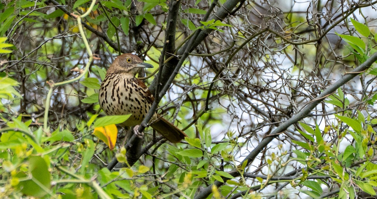 Brown Thrasher - ML554639961