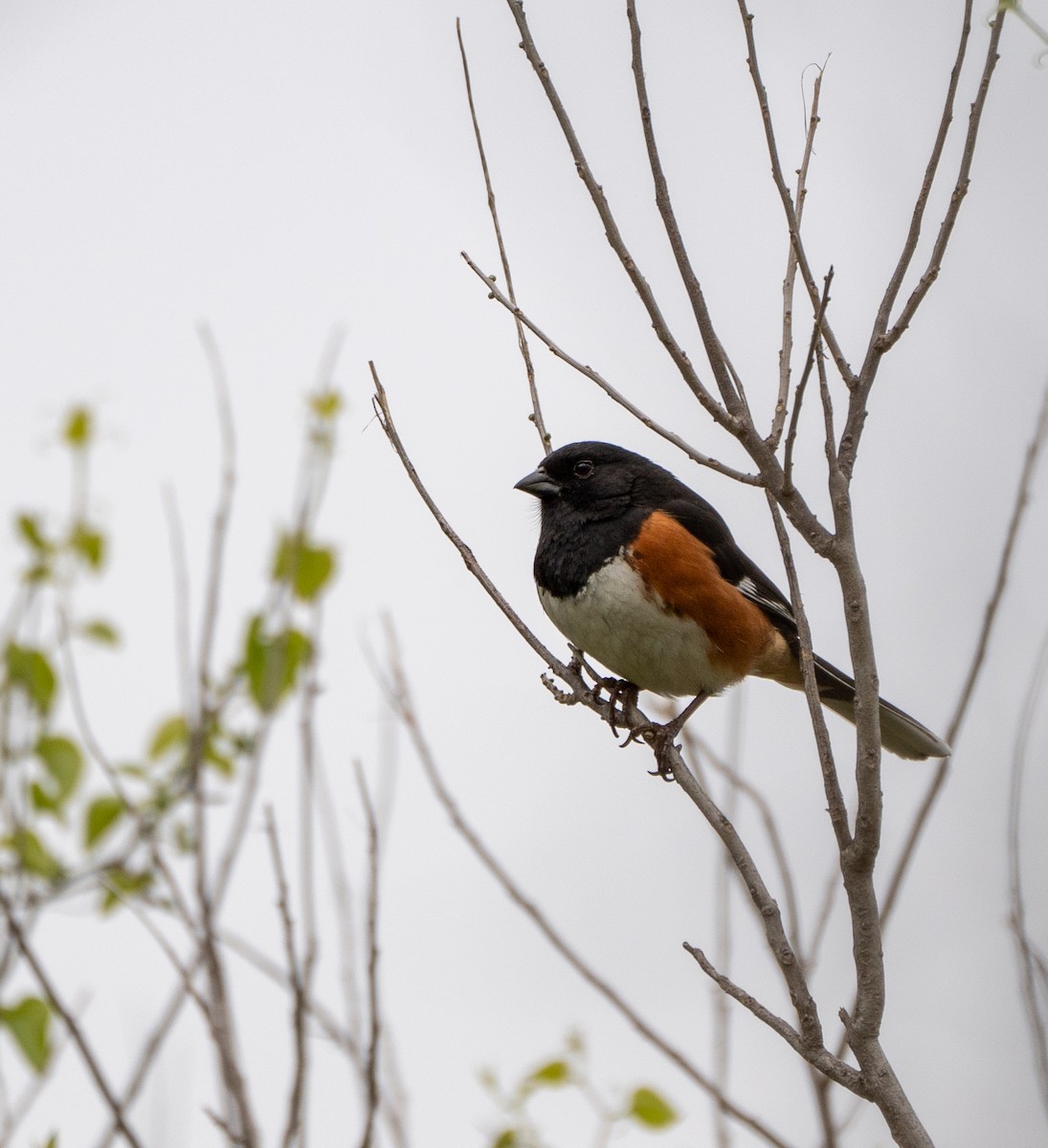 Eastern Towhee - ML554640061