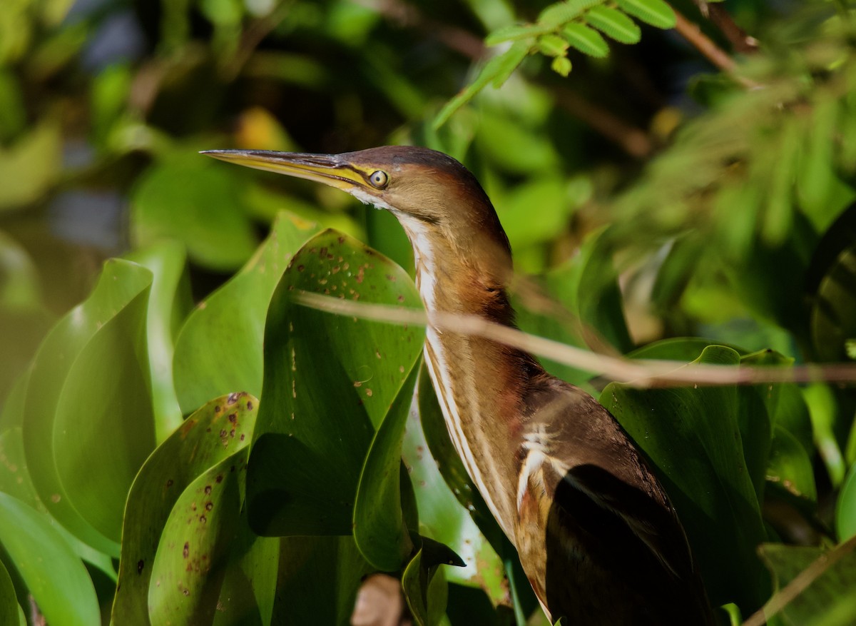 Least Bittern - Paul Sullivan