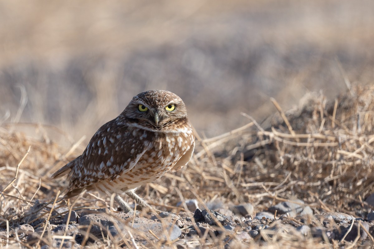Burrowing Owl - ML554642081