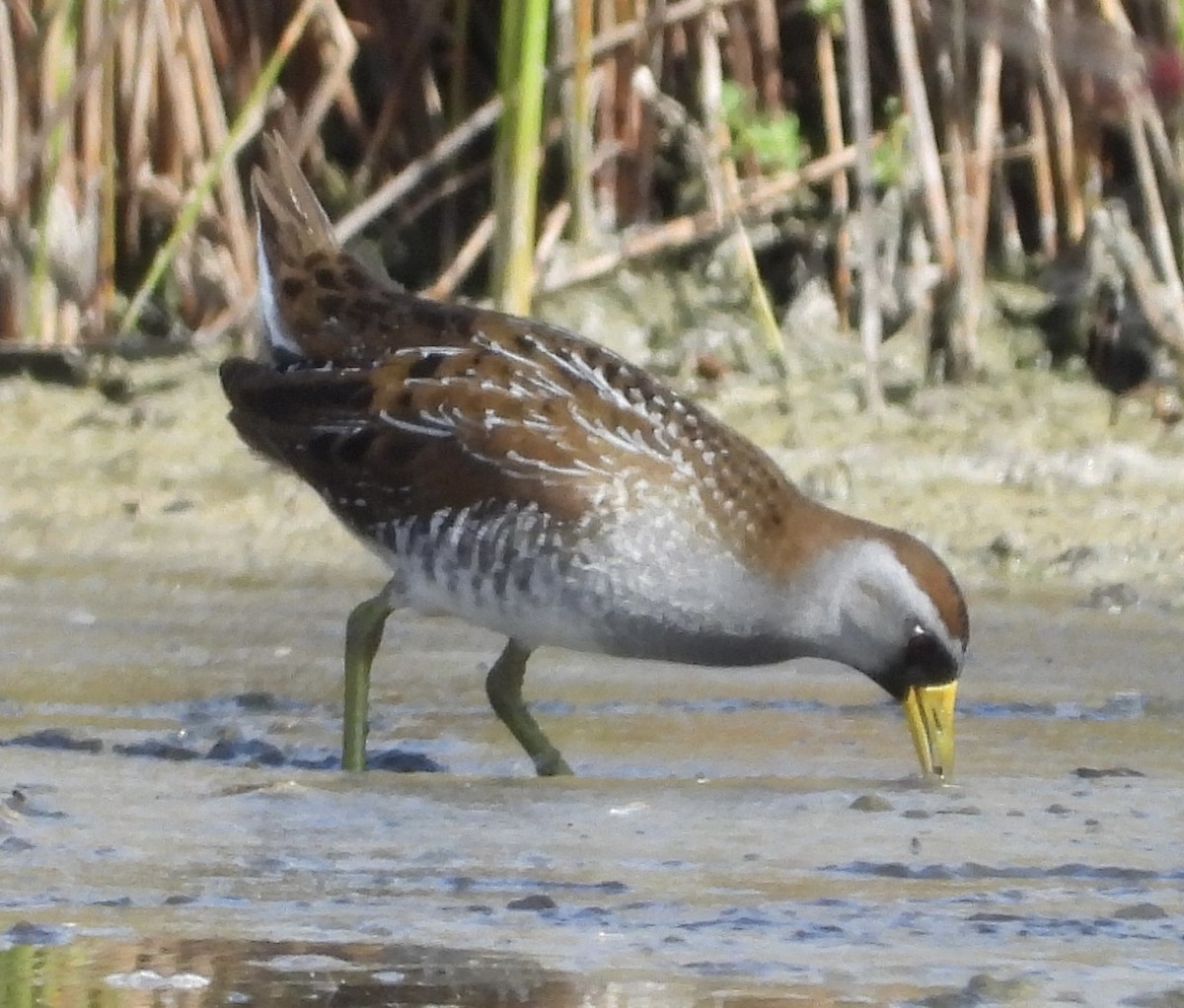 Polluela Sora - ML554642431