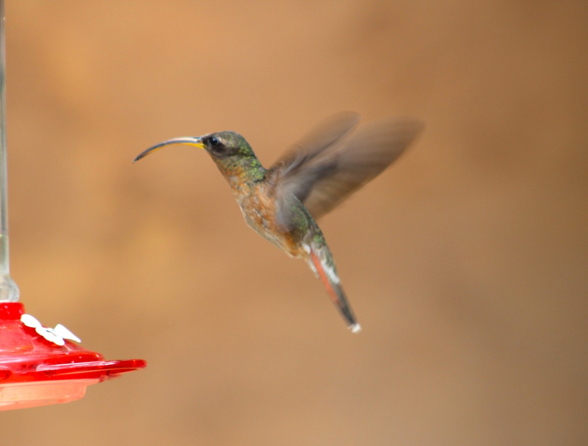 Rufous-breasted Hermit - ML554642831