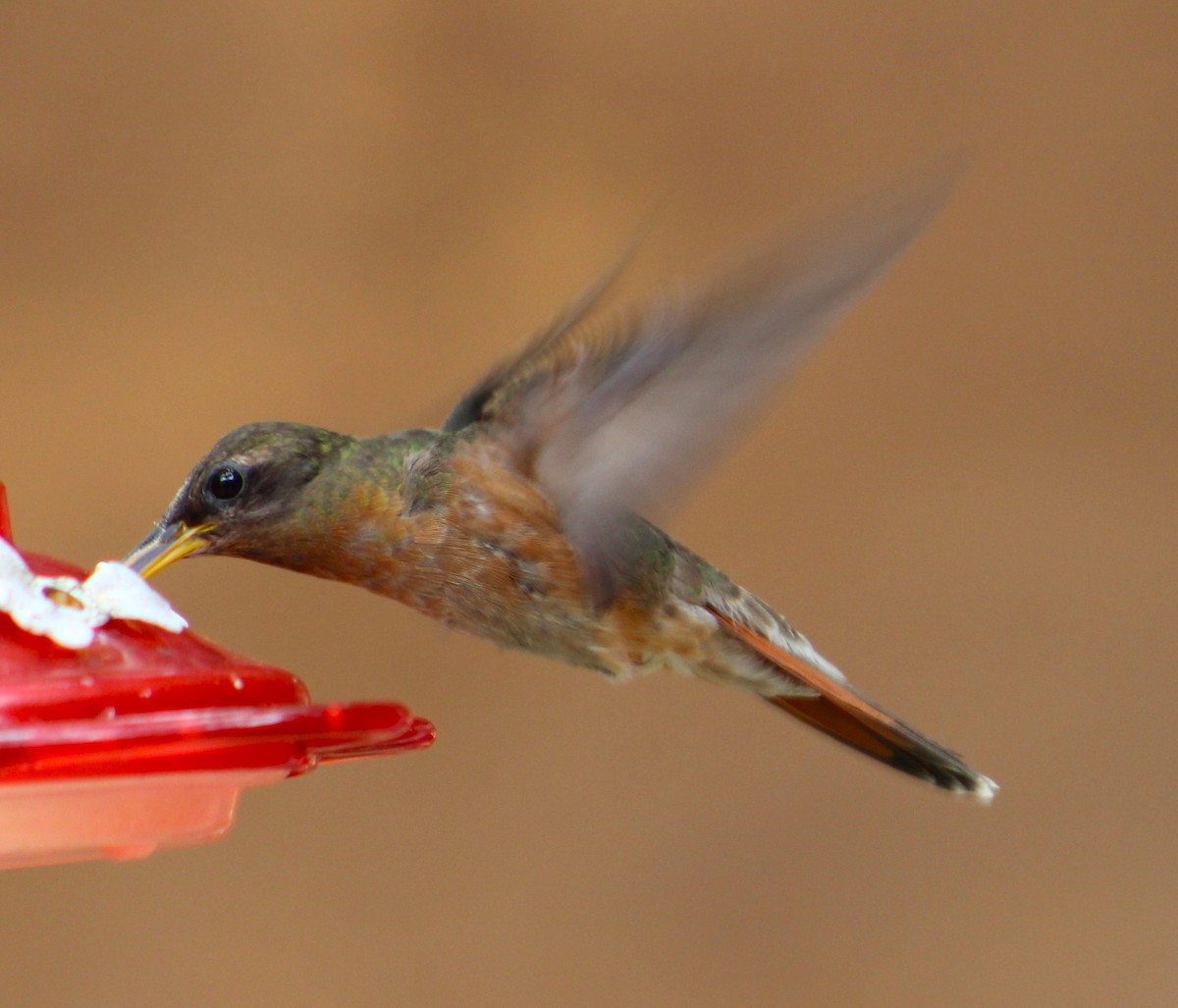Rufous-breasted Hermit - ML554642931