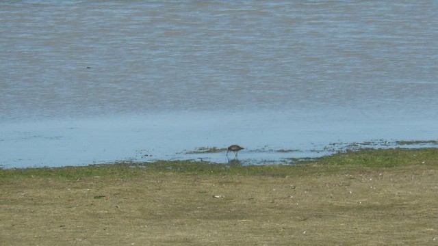 Hudsonian Godwit - ML554643401