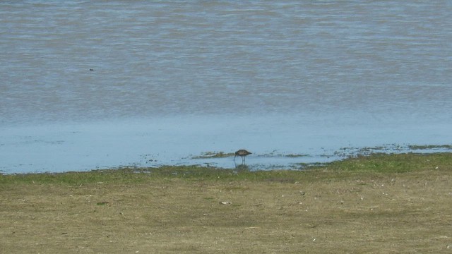 Hudsonian Godwit - ML554643401