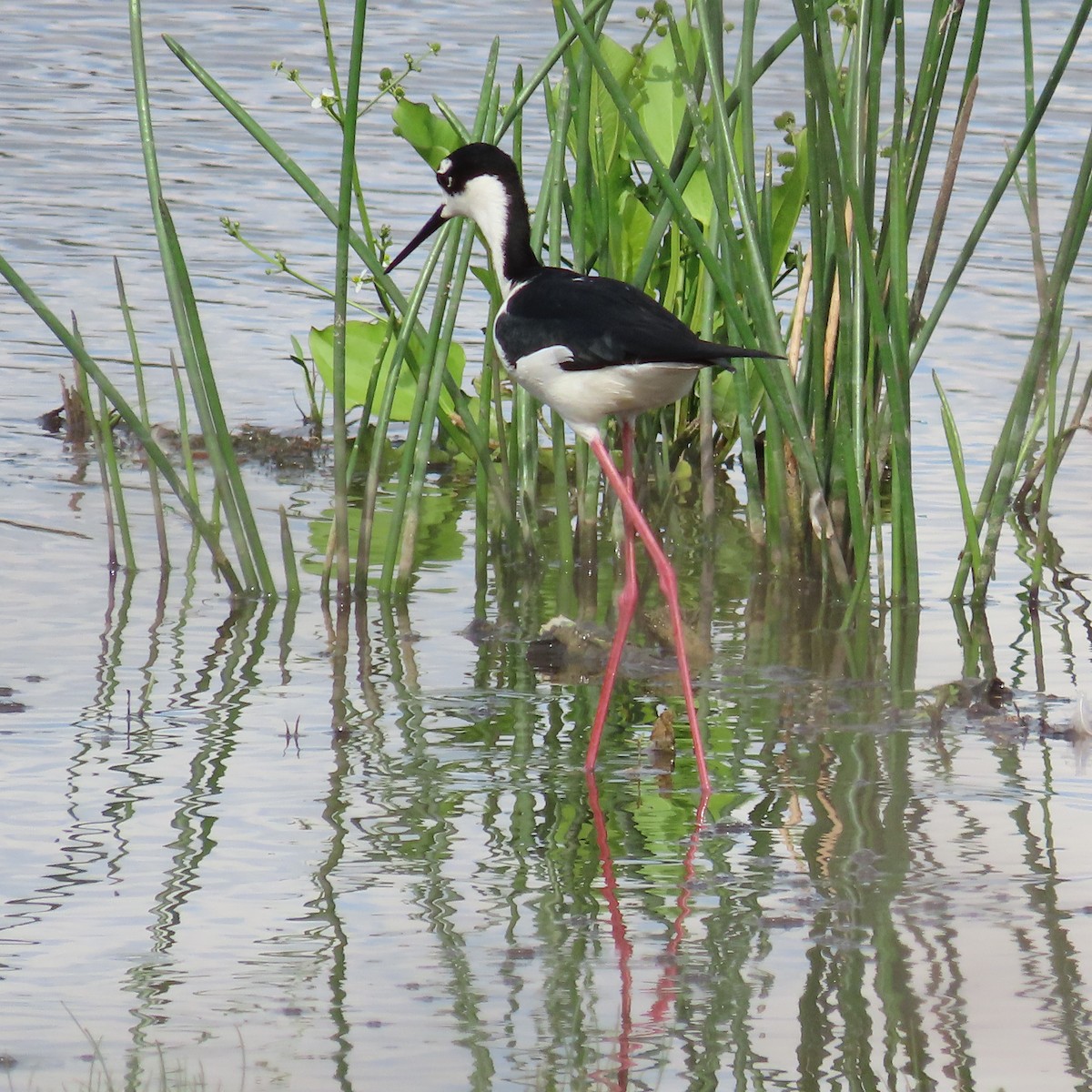 Black-necked Stilt - ML554643571