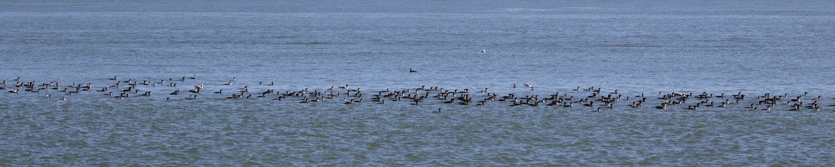 Double-crested Cormorant - ML554644221