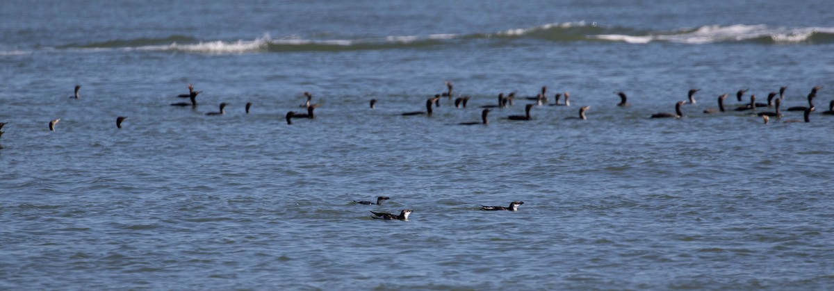 Double-crested Cormorant - ML554644351